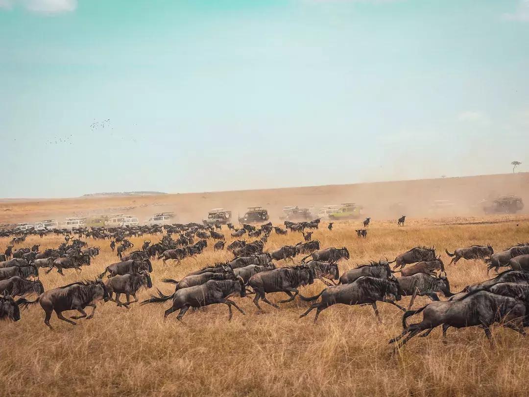 非洲丨生命大迁徙的狂奔之旅
