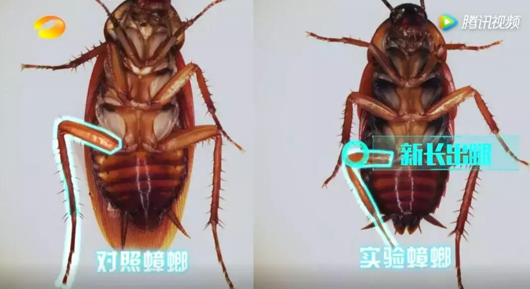 如何在家里把蟑螂弄死,蟑螂头疼