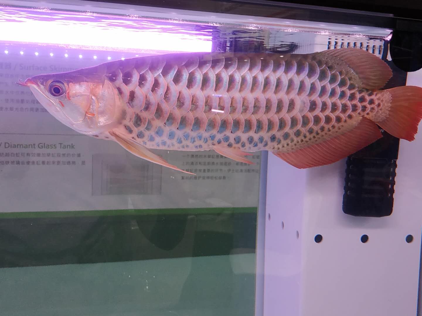 十大顶级巨型观赏鱼视频播放,顶级观赏鱼高清全屏视频