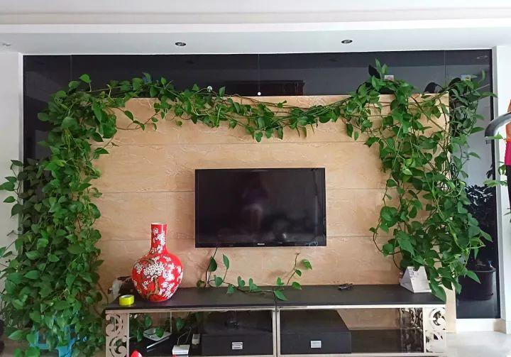 绿萝养得好的秘密,绿萝长得太长会有什么不吉利吗