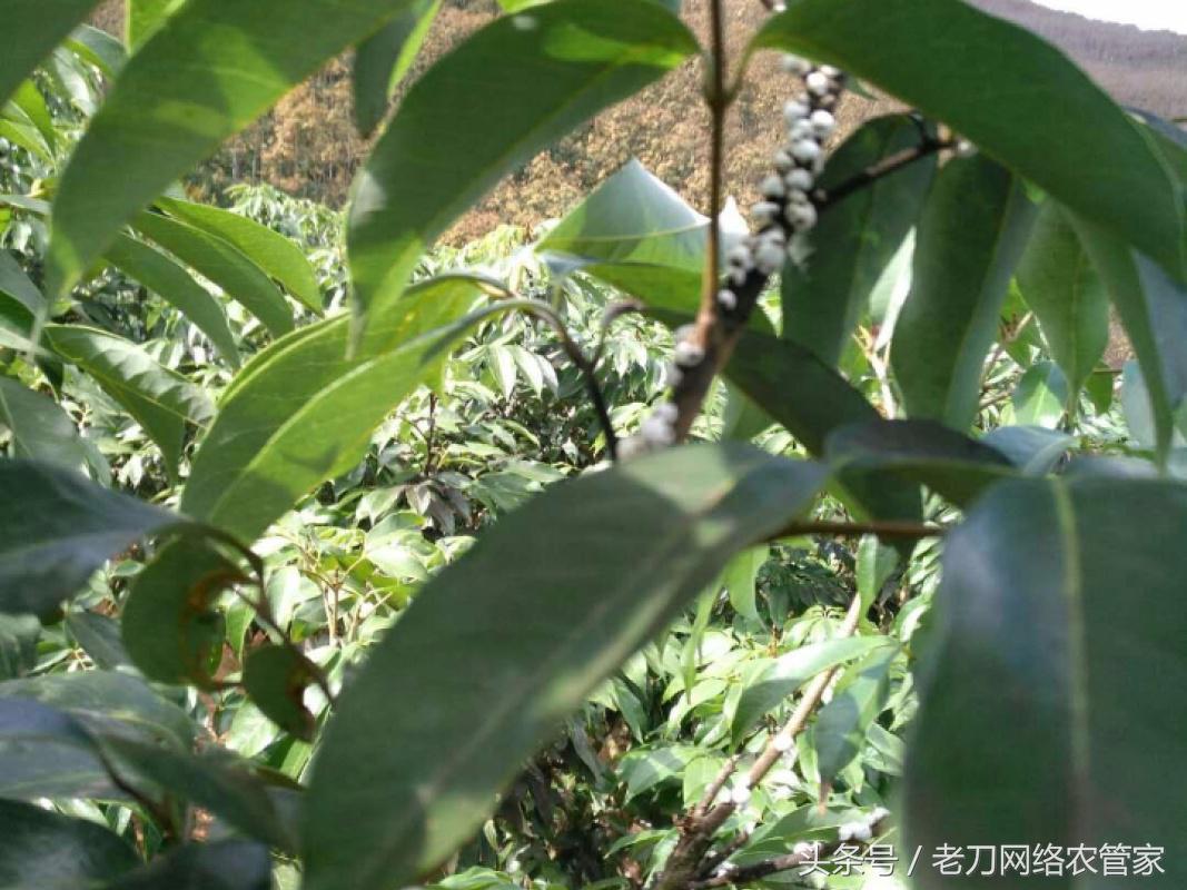 荔枝圈枝蚧壳虫,荔枝介壳虫对荔枝危害