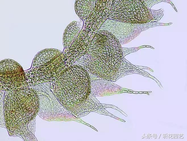 苔藓王国,奇妙的苔藓世界