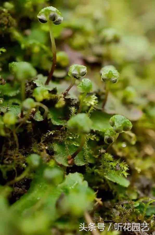 苔藓王国,奇妙的苔藓世界