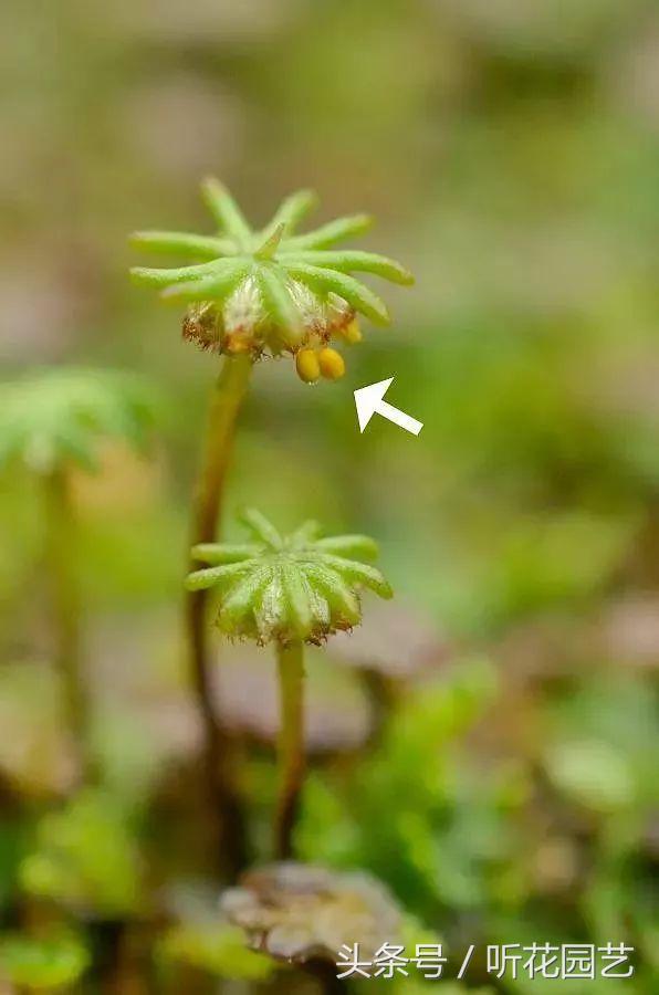 苔藓王国,奇妙的苔藓世界