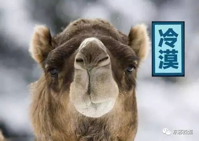 张雨绮持刀家暴丈夫次日即离婚,张雨绮拿刀砍前夫事件判了几年