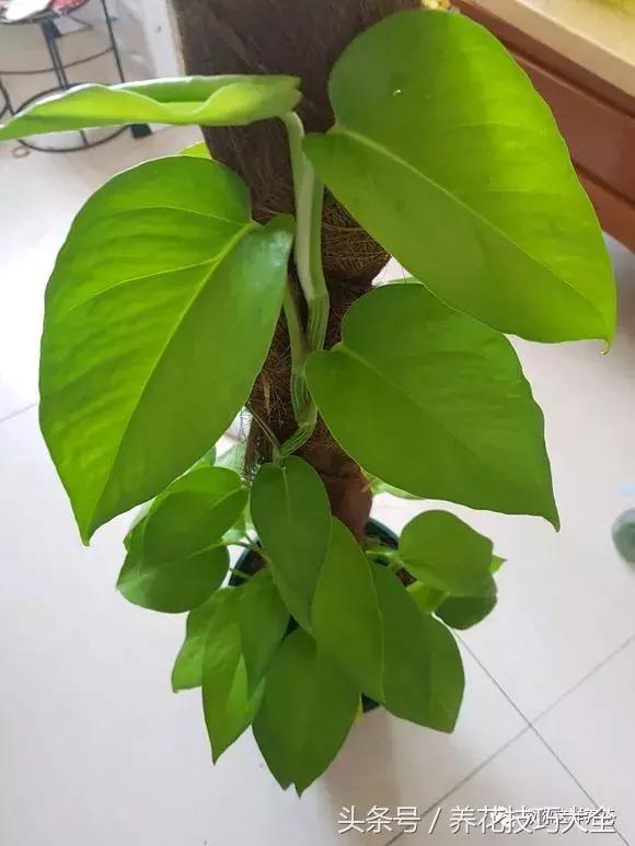 养殖绿萝用这3种办法快速长爆盆,养绿萝学好这3招爆盆快长势猛