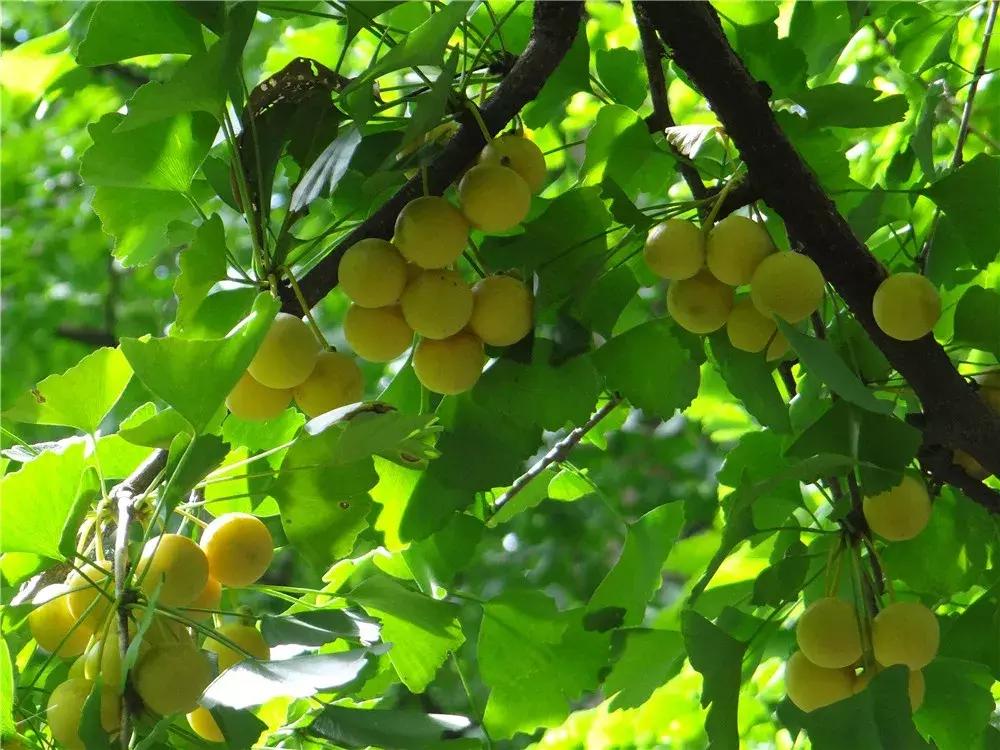 银杏树下充满童年时代美好回忆,银杏树下回忆往事