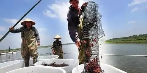 小龙虾养殖及价格行情表,小龙虾今日价格表养殖