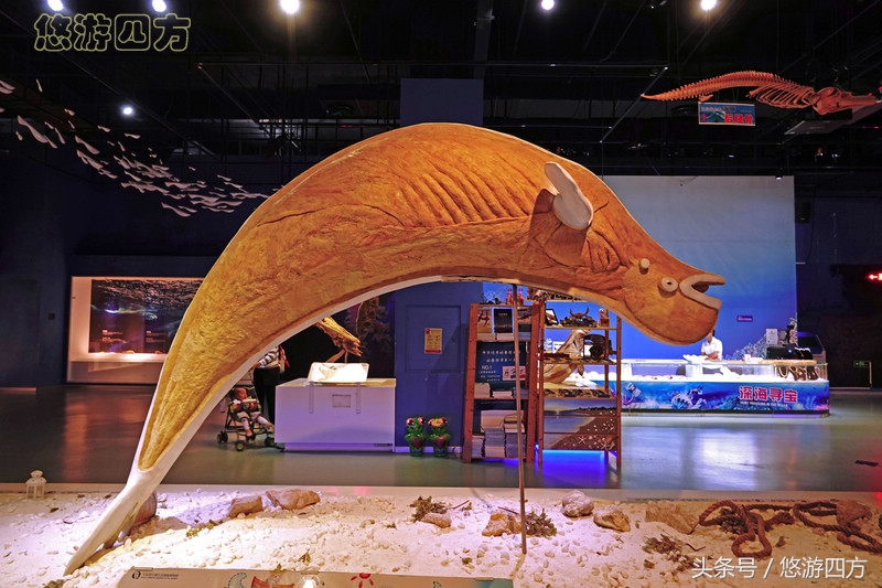 这个博物馆的展品略显重口味，胆小者不敢看，揭示了生命的奥秘！