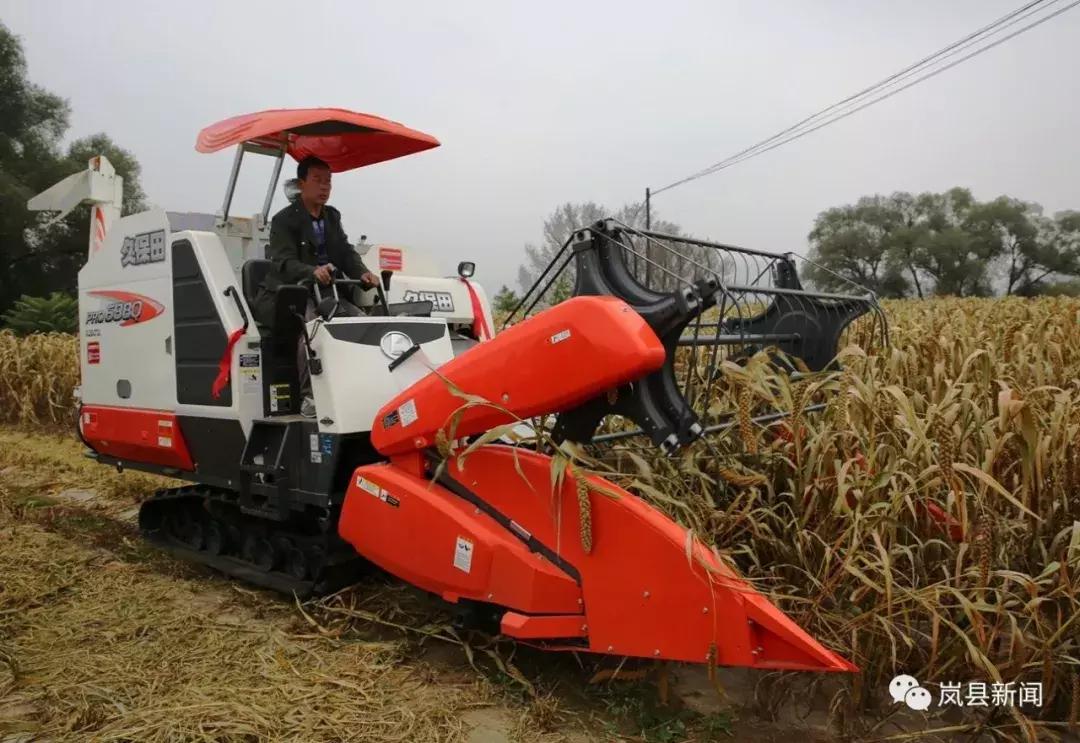 岚县谷子机械化收获,机械化割谷子技术视频