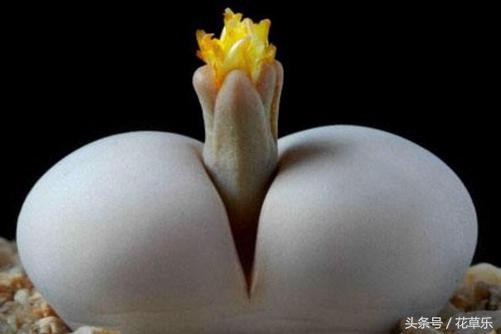 生石花一般上盆后多久生根杀虫,生石花多久可以在新盆生根杀菌