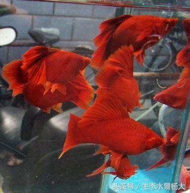 东北特产红茅,东北特产红蚂蚁