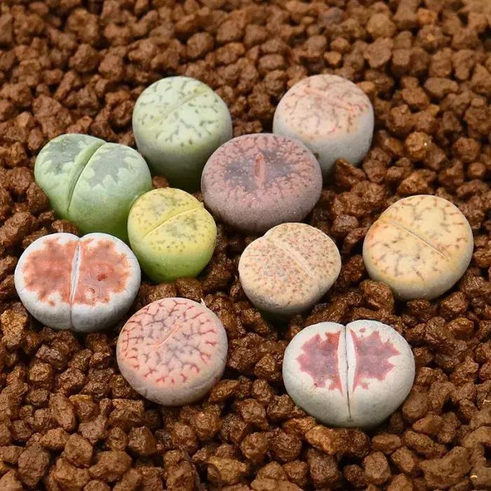 非洲最美的石头-生石花