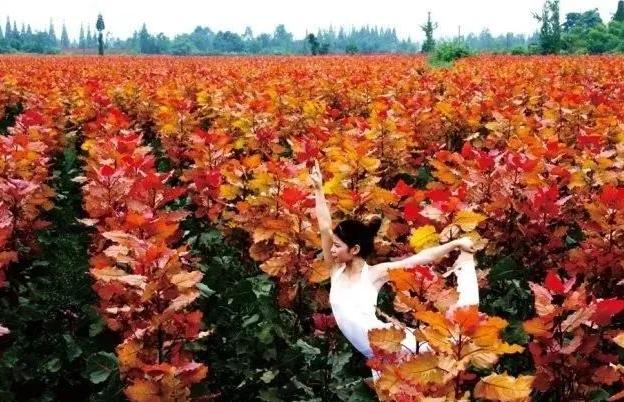 适合低学历女人学的赚钱手艺,适合低学历中年女人学的技术