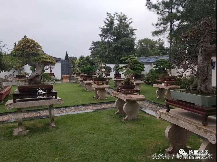 百年精品流苏老桩盆景,精品南天竺盆景