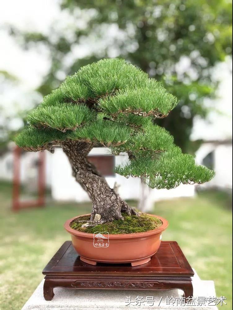 百年精品流苏老桩盆景,精品南天竺盆景