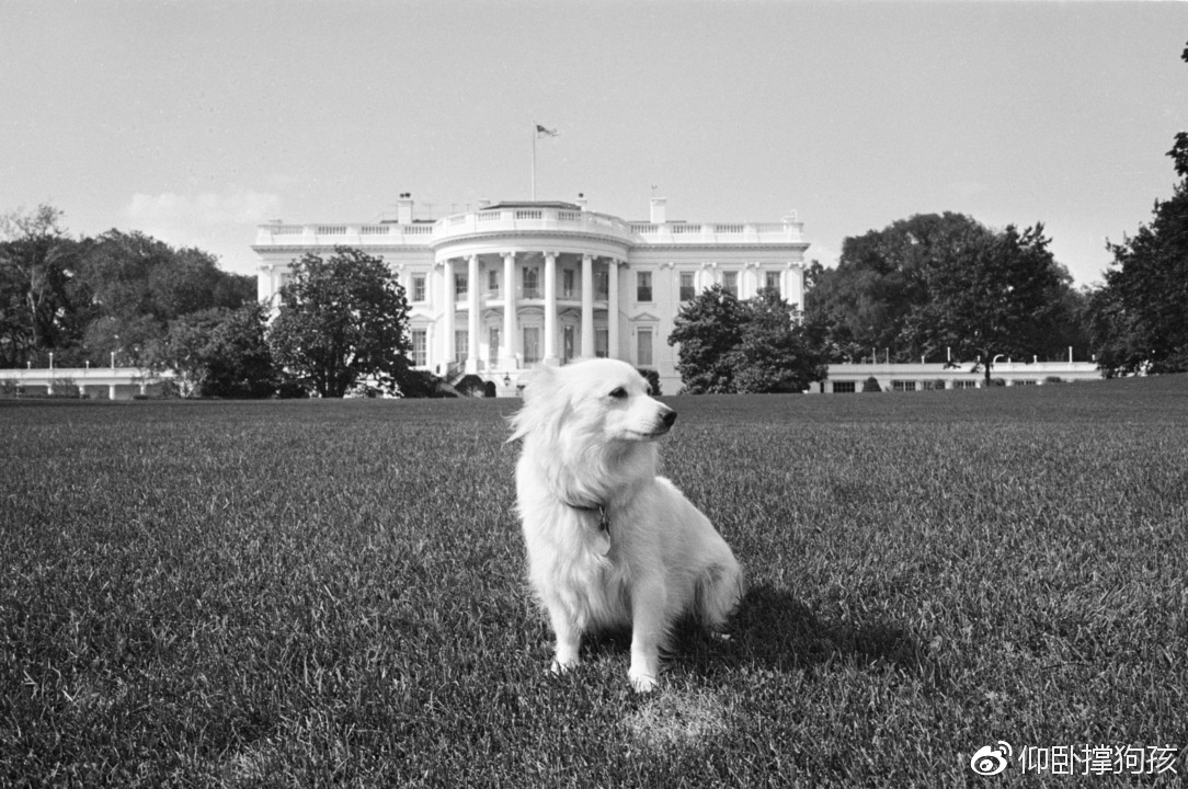 历史上三位总统没有养宠物,美国历史上46个总统