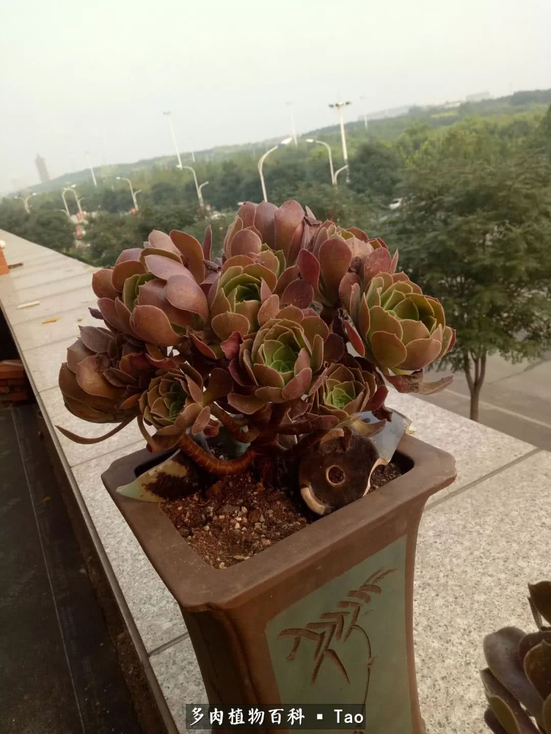 命运多舛，痴迷淡然，肉坚强们逆袭在秋天！