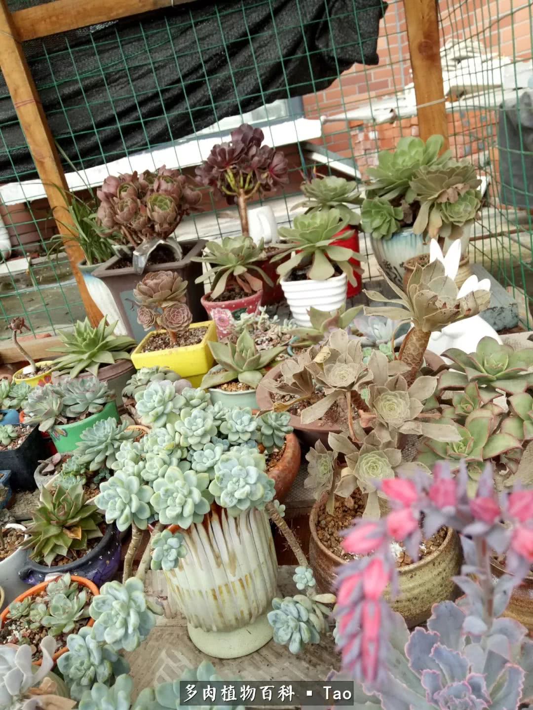 命运多舛，痴迷淡然，肉坚强们逆袭在秋天！