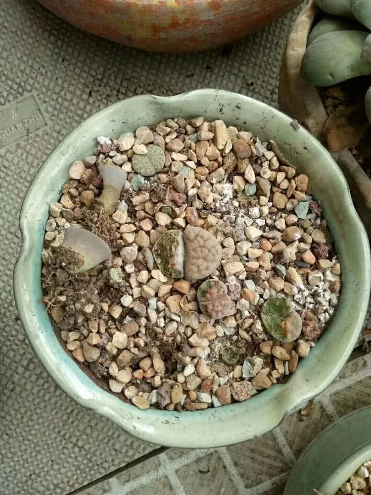 命运多舛，痴迷淡然，肉坚强们逆袭在秋天！