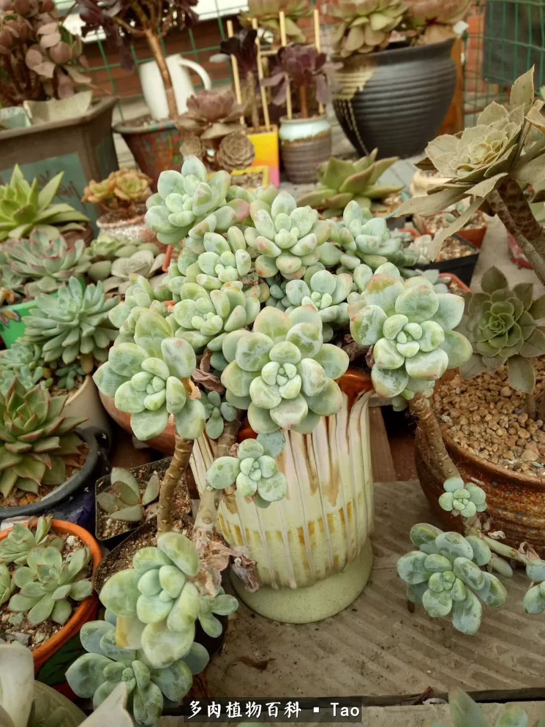 命运多舛，痴迷淡然，肉坚强们逆袭在秋天！