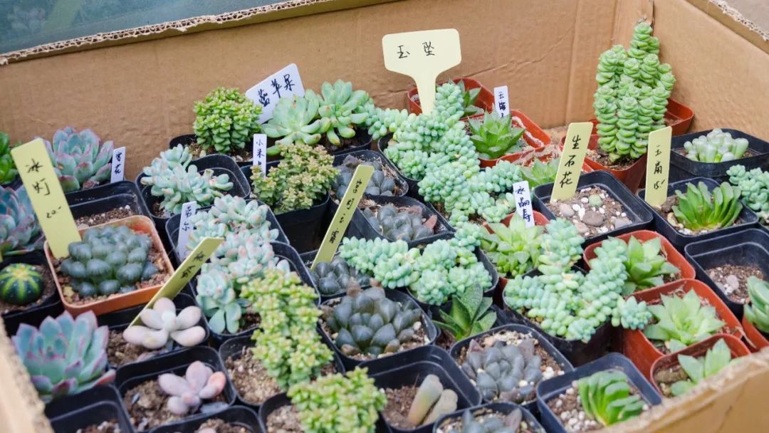 夫子庙花鸟鱼虫市场回忆,夫子庙花木鱼虫市场