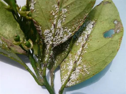 茶花炭疽病用什么药治最好,茶花炭疽病的症状和防治方法