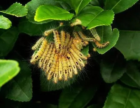 茶花炭疽病用什么药治最好,茶花炭疽病的症状和防治方法