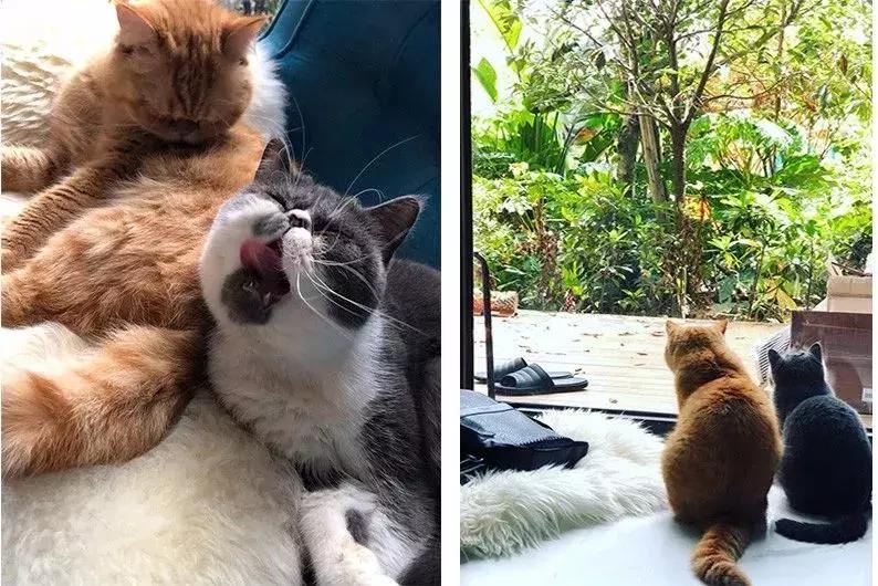 小满优选｜拥有两只喵的铲屎官，找人把110m²三室设计成这样！