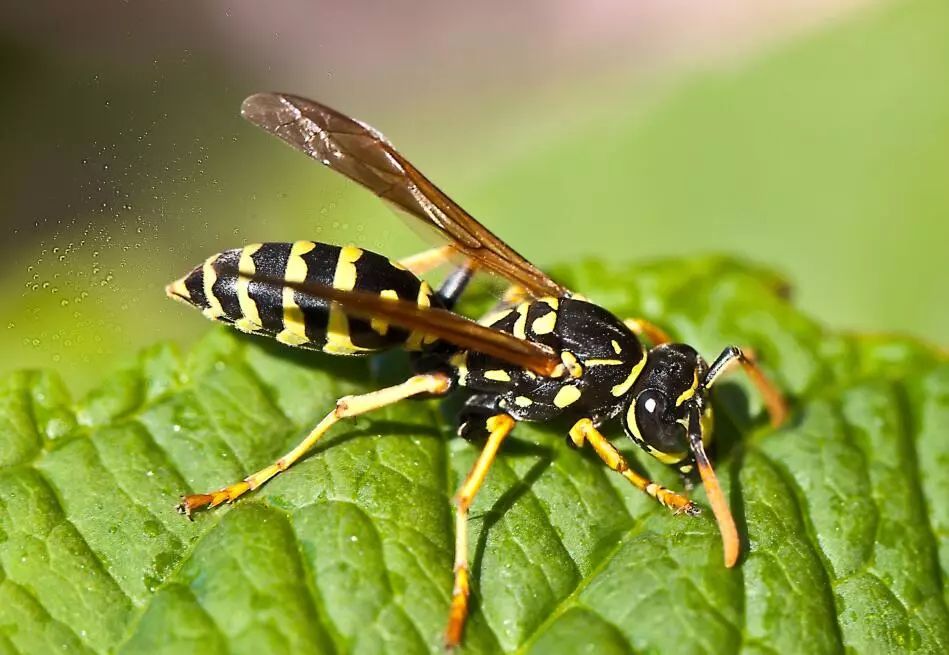 池州毒蜂蜇人致死事件,广西除草蜂蜇人死亡