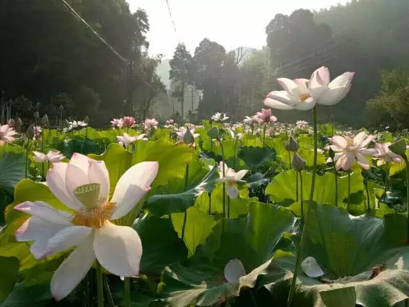 国庆你准备到哪里去的,国庆到了你会去哪