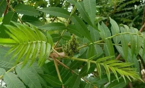 世界上有各种各样的树你听说过,世界上最美的树的排名