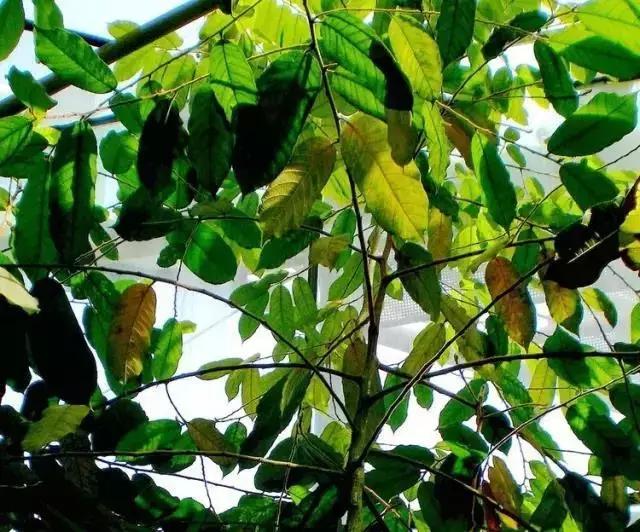 世界上有各种各样的树你听说过,世界上最美的树的排名