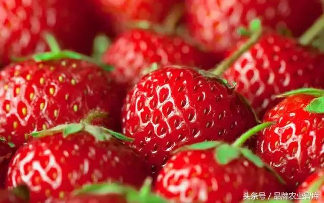 日本最可怕的农业模式,日本农业技术有多可怕