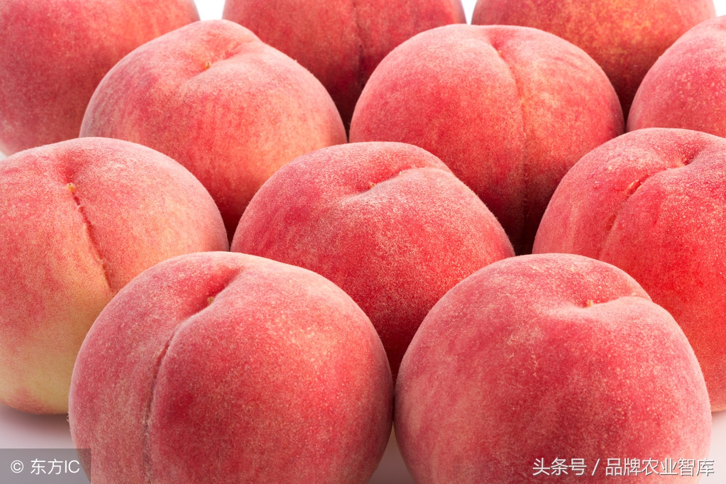 日本最可怕的农业模式,日本农业技术有多可怕