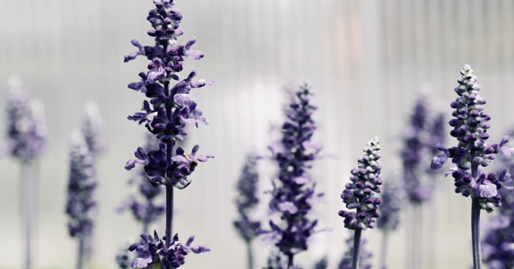 九十九朵郁金香花语,九十九朵玫瑰花花语是什么