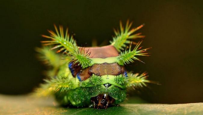 被洋辣子蛰后最有效的止痒方法,被洋辣子蛰后的解决方法