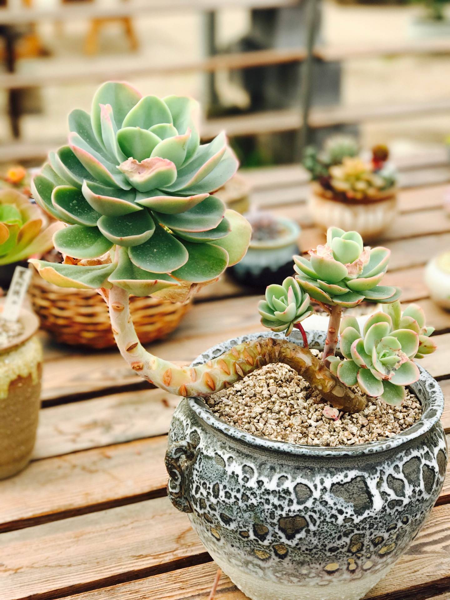 都是哪些人在玩和平精英,都是哪些人在玩金铲铲呀