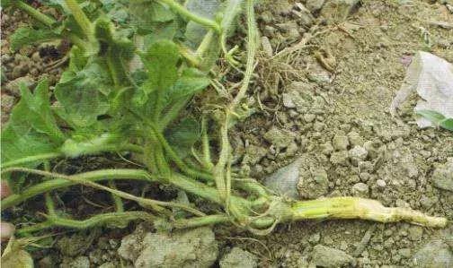枯黄萎·镰刀菌病，植物得了真要命！绝杀枯黄萎，这招快准行！