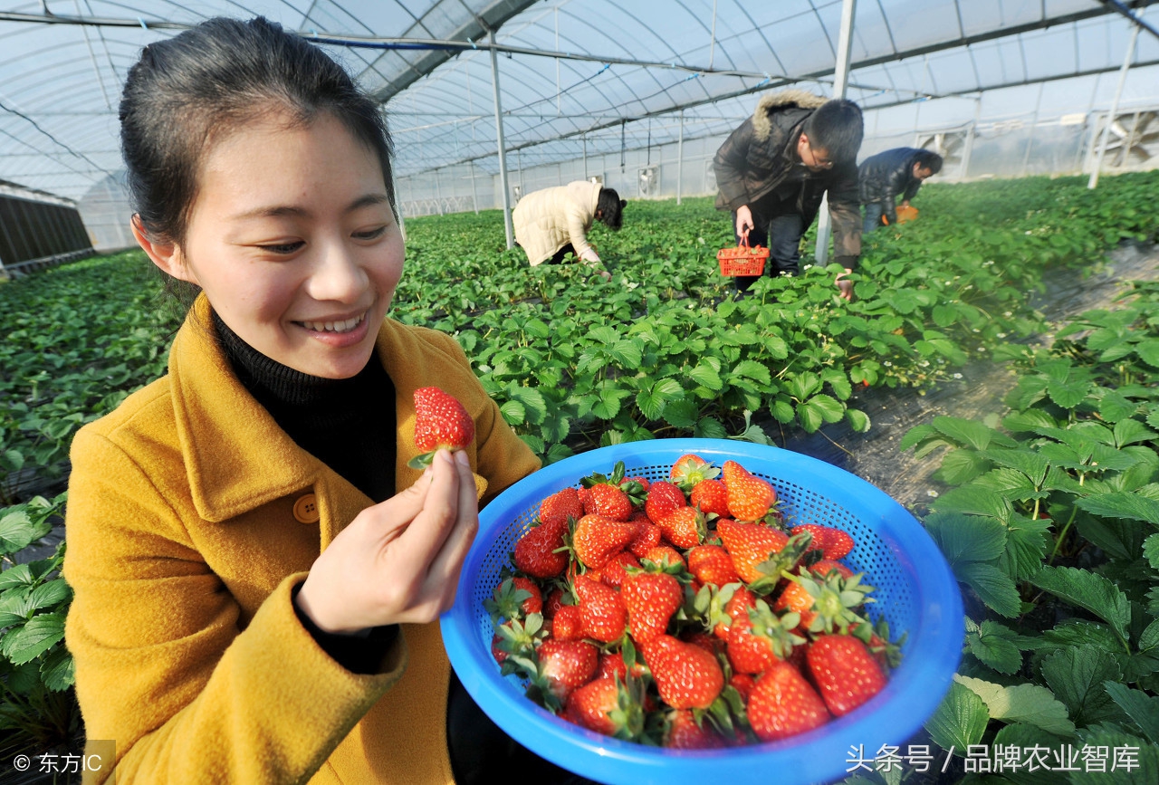 明年大宗农产品市场前景,大宗农产品的发展状况