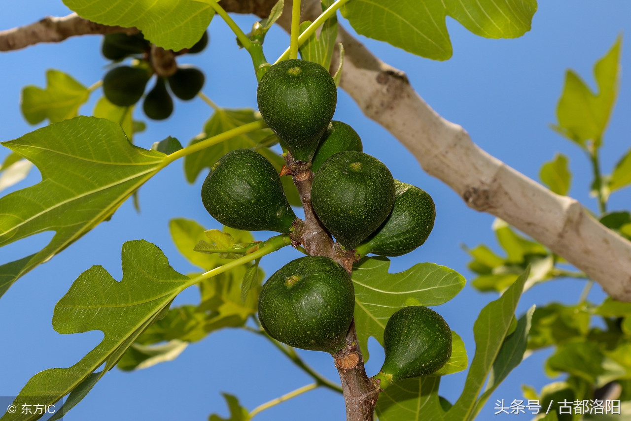 无花果适合什么时间种植,无花果什么时候种植最好