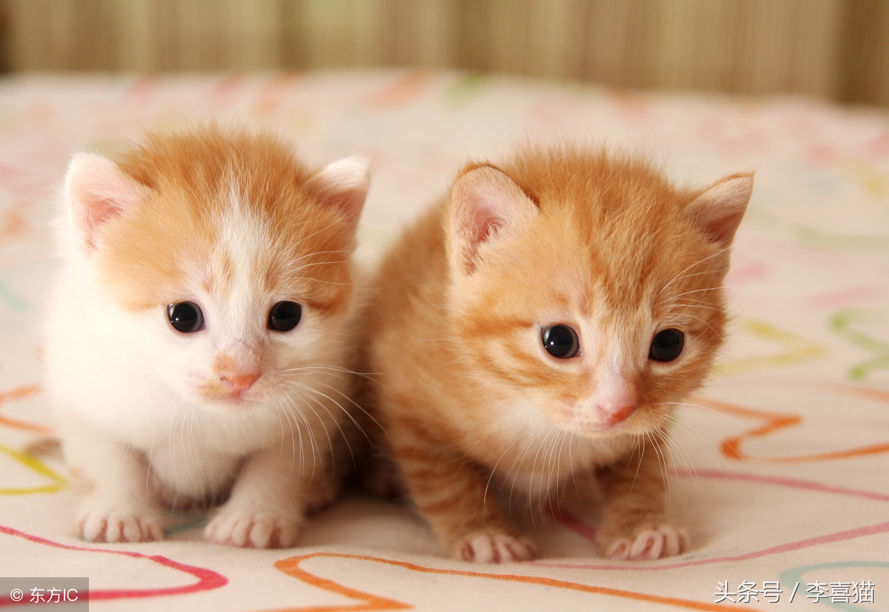 教你用排除法，给主子找一款最适合的主粮