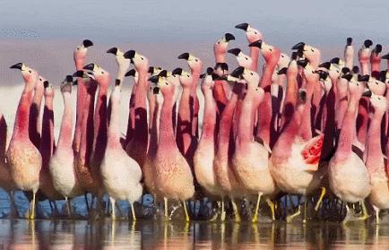 虾青素价格多少钱一吨,虾青素价格一般多少钱