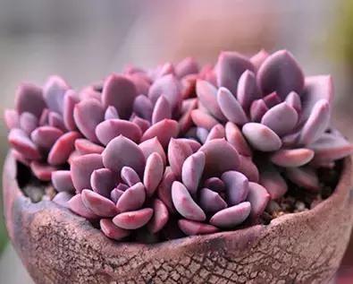 多肉缀化腐黑伤口怎么用多菌灵,多肉黑霉病菌怎么治疗