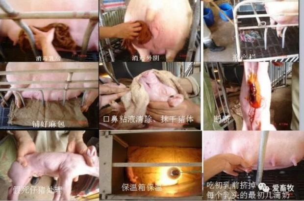 母猪产仔全过程讲解,母猪接生操作视频教程