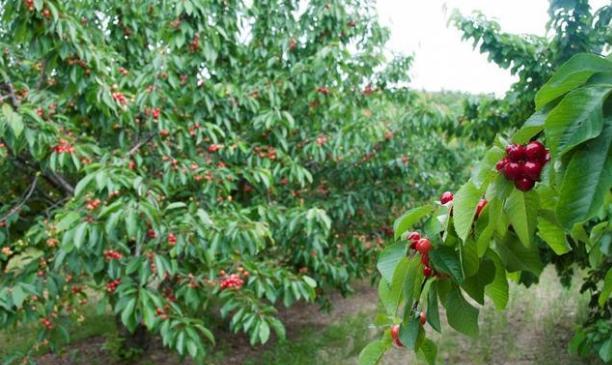 火箭樱桃和巨人樱桃是一个品种吗,特大早熟樱桃秦樱1号樱桃品种