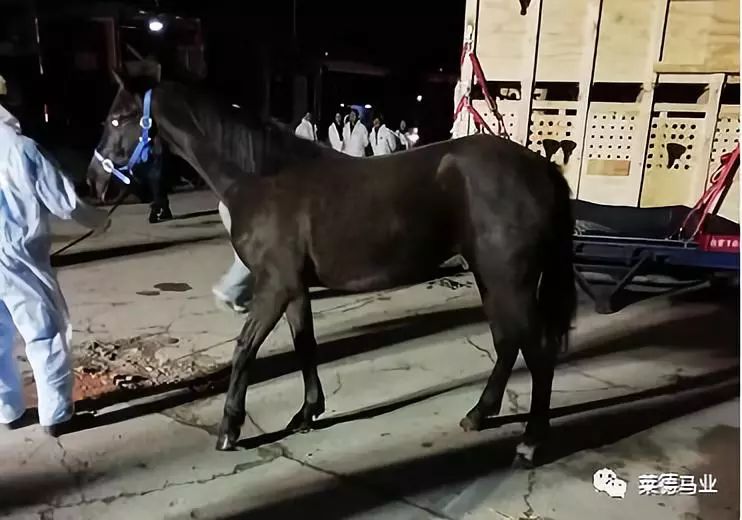 242匹新西兰优骏飞抵，莱德进口马数量与质量稳居全国同行第一！