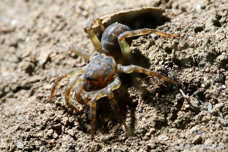 蜻蜓比盆大,蜘蛛脸上挂,远古巨虫要称霸——可以!地球知识局