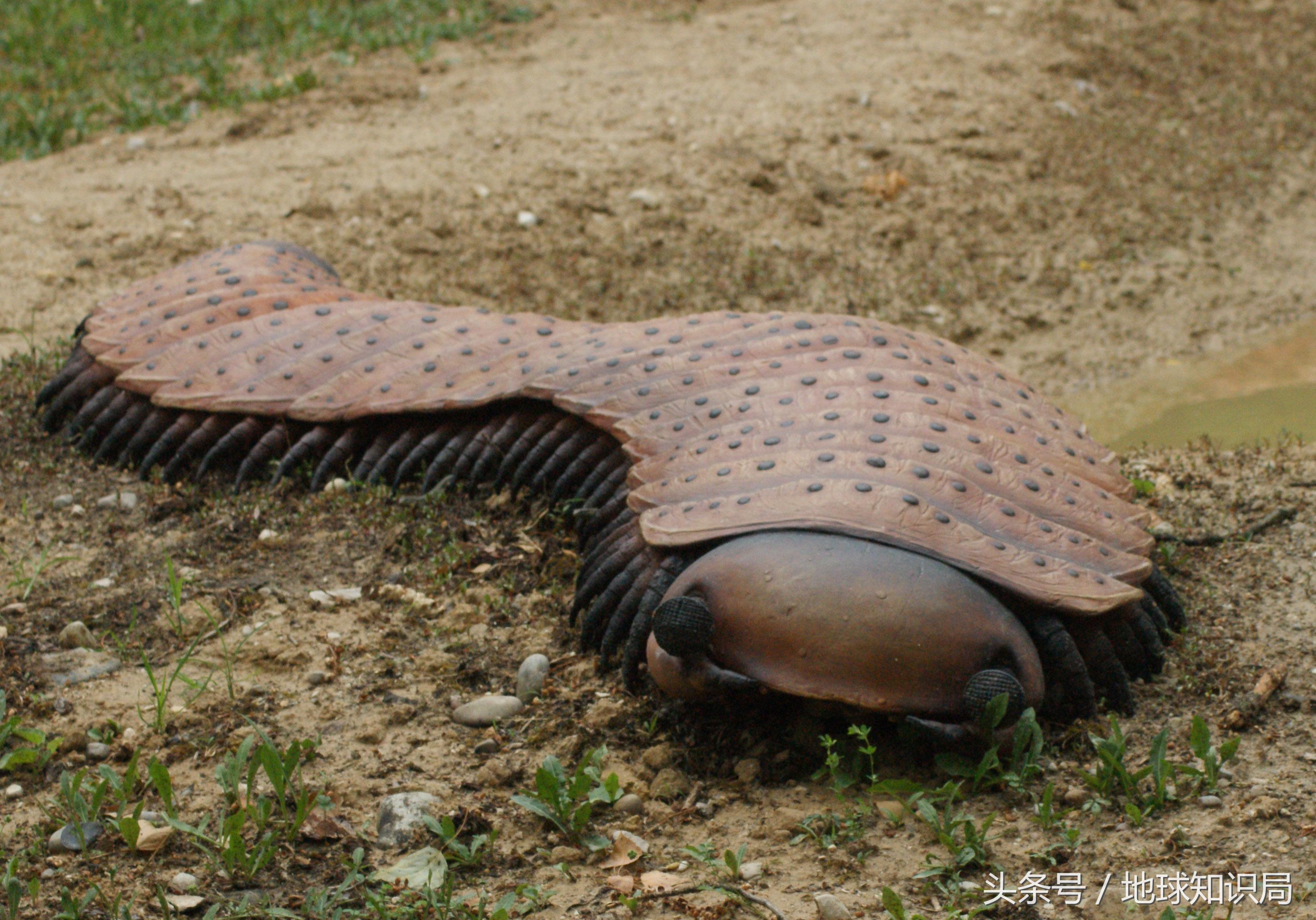 地球上最可怕的虫子,世界上最可怕的而且最厉害的虫子