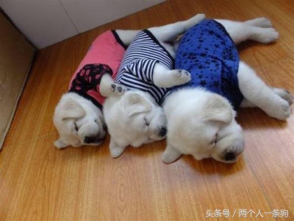 狗狗第一晚回家怎么安置好一点,出远门狗狗怎么安置